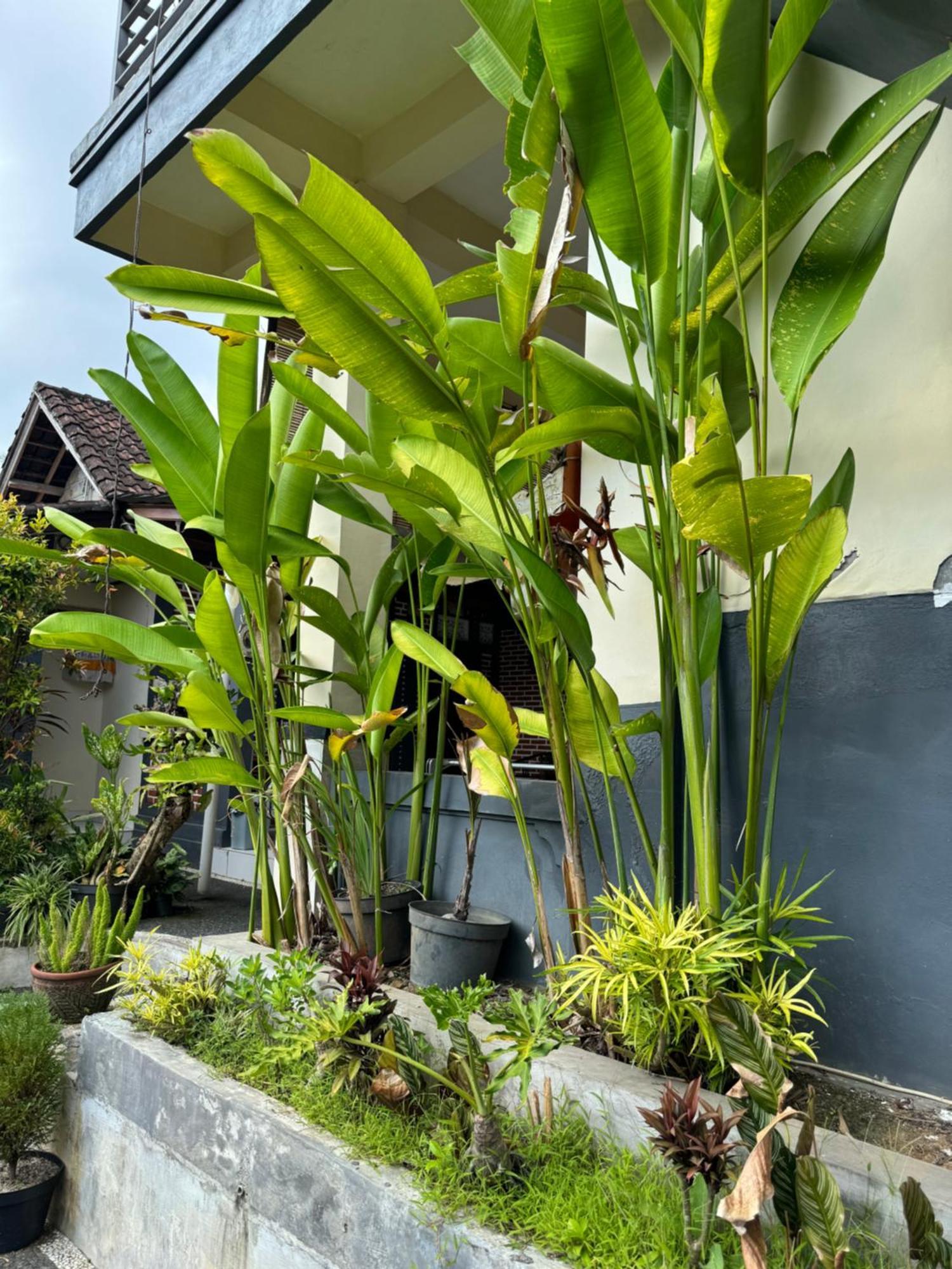 Rama Homestay Ubud Zewnętrze zdjęcie